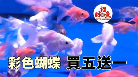 招財小型魚|一文睇清招財魚種類 